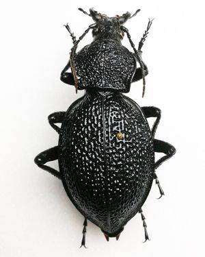 Orjaški krešič (Carabus gigas), samica